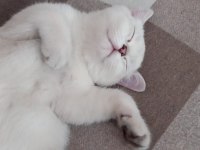 3,5 aylık dişi british shorthair