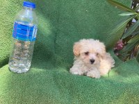Sevimli maltipoo yaramaza yeni bir yuva