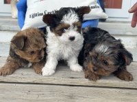 Show kalite tea cup morkie yavrular ziyarete açık