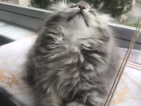 British longhair dişi yavrumuz ev ortamında doğdu