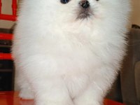 Mükemmel kalitede bir yavru ultra mini boy pomeranian