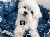 Maltese Yavrumuz