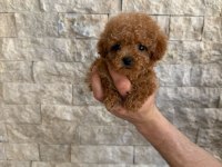 Oyuncaktan farksız poodle köpeğimiz