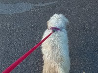 7 aylık aşıları tam cipli dişi maltipoo