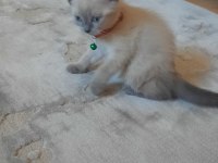 Scottish Fold 55 günlük mama ve tuvalet eğitimi var
