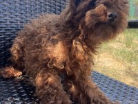Erkek yetişkin poodle