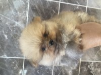 Pomeranian boo ayı surat bebekler