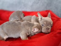 ÜST KALİTE LİLACTAN FRENCH BULLDOG BEBEKLER