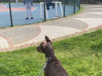 5 aylık yavru estetik kahverengi doberman