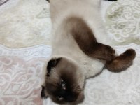 Sahiplendirme kedimiz aşı ve kimliği mevcut sıcak kanlıdır