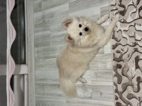 6 aylık Pomeranian