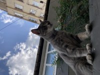 erkek kedi