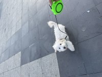 7 AYLIK KİMLİKLİ MALTESE TERRİER