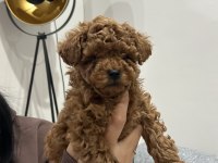 Orginal Kore poodle