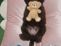 Çikolata toy poodle nadir renk