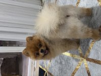 Orjinal Ayı Surat Pomeranian