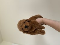 Redbrown Maltipoo 