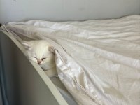 Oyuncu British Shorthair