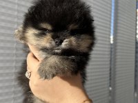 3 aylık pomeranian boo ayı surat