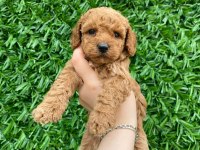 Toy poodle bebekler
