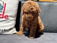 Ankaranın en güzel toy poodle yavruları