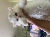 British longhair ve shorthair