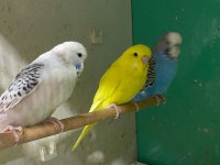 ERKUT PETTEN YAVRU JUMBO MUHABBET KUŞLARI