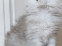 Scottish straight longhair ns 25 erkek