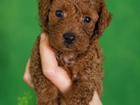 Orjinal ev üretimi gerçek toy poodle