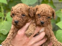 Irk Garantili Poodle Bebeklerimiz İçin Geç Kalmayın