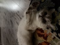 Ücretsiz sahiplendirme kedimiz için ulaşın