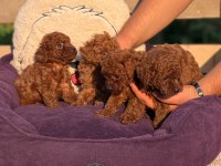 Red brown Toy Poodle Elden Teslim