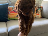 Red Brown poodle yavrularım orijinal ev doğumlu