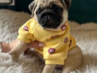 Üst kalite Pug Dişi
