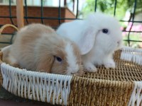 Hollanda Teddy Lop Tavşanı Yavrular 35 47 Günlükler