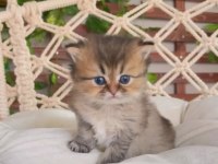 British Longhair Dişi