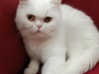 British shorthair red point erkek