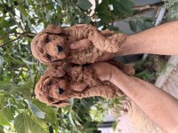 Resmi işletmeden kore toy poodle yavrular