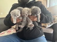 British shorthair yavrularımıza yuva arıyoruz
