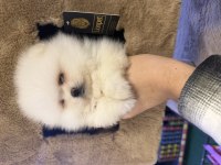 Pomeranian boo yavrularımız