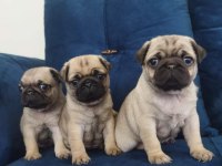 Pug mops yavrularımız