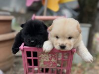 Chow chow (çin aslanı) yavrularımız