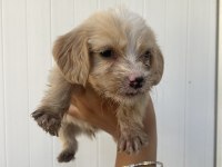 ANTALYA COCKAPOO