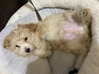 ACİL MALTİPOO BİLGİ ALMADAN KARAR VERMEYİN