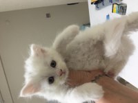 British longhair yavrular