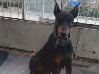 1 Yaşında Dişi Doberman