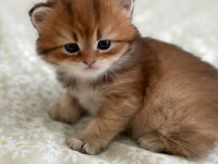 British Longhair Ny11