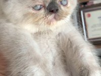 Safkan tertemiz kan taşıyan exotic shorthair yavrular