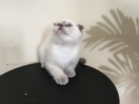 Yeni yuvaya hazır scottish fold bebeklerimiz