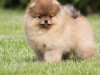 POMERANİAN BOO KÖPEĞİ İÇİN ULAŞIN